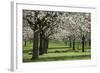 Orchard in Spring Blossom with Sheep Feeding Beneath-null-Framed Photographic Print
