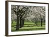 Orchard in Spring Blossom with Sheep Feeding Beneath-null-Framed Photographic Print