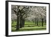 Orchard in Spring Blossom with Sheep Feeding Beneath-null-Framed Photographic Print