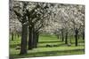 Orchard in Spring Blossom with Sheep Feeding Beneath-null-Mounted Photographic Print