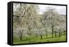 Orchard in Spring Blossom-null-Framed Stretched Canvas