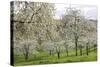 Orchard in Spring Blossom-null-Stretched Canvas