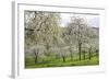 Orchard in Spring Blossom-null-Framed Photographic Print