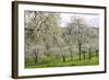 Orchard in Spring Blossom-null-Framed Photographic Print