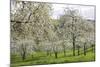 Orchard in Spring Blossom-null-Mounted Photographic Print