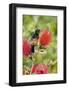 Orchard Oriole (Icterus spurius) adult male, perched on flowering bottlebrush, USA-S & D & K Maslowski-Framed Photographic Print