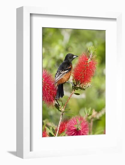 Orchard Oriole (Icterus spurius) adult male, perched on flowering bottlebrush, USA-S & D & K Maslowski-Framed Photographic Print