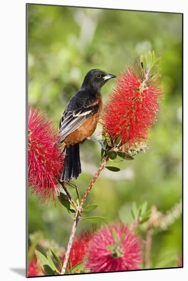Orchard Oriole (Icterus spurius) adult male, perched on flowering bottlebrush, USA-S & D & K Maslowski-Mounted Photographic Print