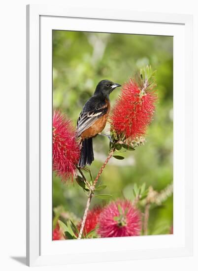 Orchard Oriole (Icterus spurius) adult male, perched on flowering bottlebrush, USA-S & D & K Maslowski-Framed Photographic Print