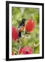 Orchard Oriole (Icterus spurius) adult male, perched on flowering bottlebrush, USA-S & D & K Maslowski-Framed Photographic Print