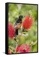 Orchard Oriole (Icterus spurius) adult male, perched on flowering bottlebrush, USA-S & D & K Maslowski-Framed Stretched Canvas
