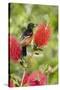 Orchard Oriole (Icterus spurius) adult male, perched on flowering bottlebrush, USA-S & D & K Maslowski-Stretched Canvas