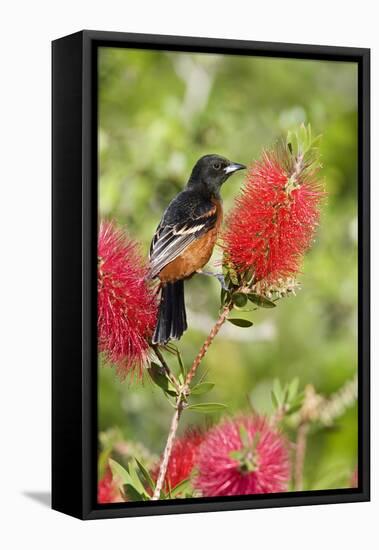 Orchard Oriole (Icterus spurius) adult male, perched on flowering bottlebrush, USA-S & D & K Maslowski-Framed Stretched Canvas