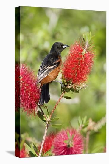 Orchard Oriole (Icterus spurius) adult male, perched on flowering bottlebrush, USA-S & D & K Maslowski-Stretched Canvas