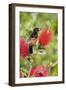 Orchard Oriole (Icterus spurius) adult male, perched on flowering bottlebrush, USA-S & D & K Maslowski-Framed Photographic Print