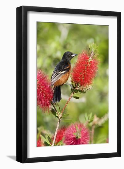 Orchard Oriole (Icterus spurius) adult male, perched on flowering bottlebrush, USA-S & D & K Maslowski-Framed Photographic Print