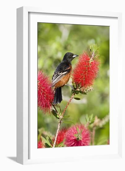 Orchard Oriole (Icterus spurius) adult male, perched on flowering bottlebrush, USA-S & D & K Maslowski-Framed Photographic Print