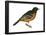 Orchard Oriole (Icterus Spurius), Birds-Encyclopaedia Britannica-Framed Poster