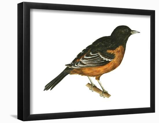 Orchard Oriole (Icterus Spurius), Birds-Encyclopaedia Britannica-Framed Poster