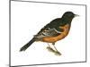 Orchard Oriole (Icterus Spurius), Birds-Encyclopaedia Britannica-Mounted Poster