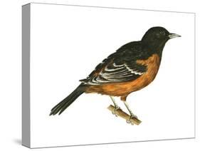 Orchard Oriole (Icterus Spurius), Birds-Encyclopaedia Britannica-Stretched Canvas