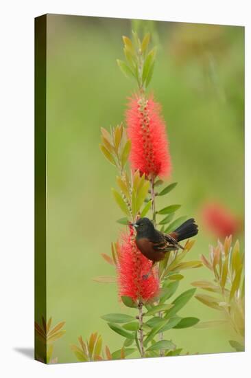 Orchard oriole male feeding on Lemon bottlebrush, USA-Rolf Nussbaumer-Stretched Canvas