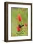 Orchard oriole male feeding on Lemon bottlebrush, USA-Rolf Nussbaumer-Framed Photographic Print