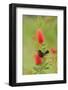 Orchard oriole male feeding on Lemon bottlebrush, USA-Rolf Nussbaumer-Framed Photographic Print