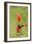 Orchard oriole male feeding on Lemon bottlebrush, USA-Rolf Nussbaumer-Framed Photographic Print