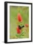 Orchard oriole male feeding on Lemon bottlebrush, USA-Rolf Nussbaumer-Framed Photographic Print