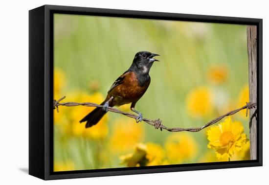 Orchard Oriole Male Singing on Barbed Wire Fence Marion, Illinois, Usa-Richard ans Susan Day-Framed Stretched Canvas