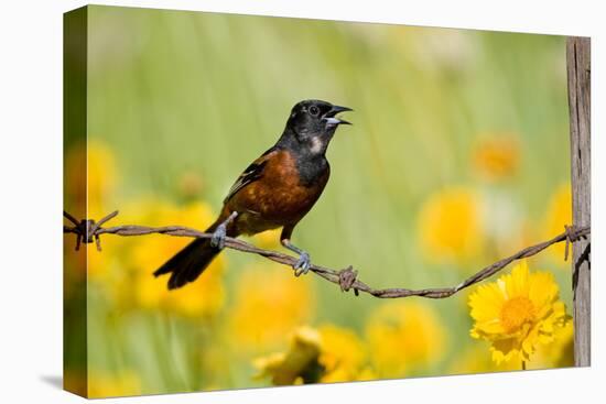 Orchard Oriole Male Singing on Barbed Wire Fence Marion, Illinois, Usa-Richard ans Susan Day-Stretched Canvas