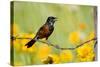 Orchard Oriole Male Singing on Barbed Wire Fence Marion, Illinois, Usa-Richard ans Susan Day-Stretched Canvas