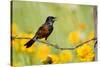 Orchard Oriole Male Singing on Barbed Wire Fence Marion, Illinois, Usa-Richard ans Susan Day-Stretched Canvas