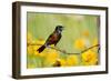 Orchard Oriole Male Singing on Barbed Wire Fence Marion, Illinois, Usa-Richard ans Susan Day-Framed Photographic Print