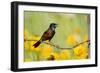 Orchard Oriole Male Singing on Barbed Wire Fence Marion, Illinois, Usa-Richard ans Susan Day-Framed Photographic Print