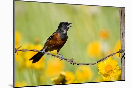 Orchard Oriole Male Singing on Barbed Wire Fence Marion, Illinois, Usa-Richard ans Susan Day-Mounted Photographic Print