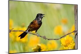 Orchard Oriole Male Singing on Barbed Wire Fence Marion, Illinois, Usa-Richard ans Susan Day-Mounted Photographic Print