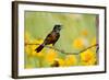 Orchard Oriole Male Singing on Barbed Wire Fence Marion, Illinois, Usa-Richard ans Susan Day-Framed Photographic Print