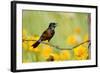 Orchard Oriole Male Singing on Barbed Wire Fence Marion, Illinois, Usa-Richard ans Susan Day-Framed Photographic Print