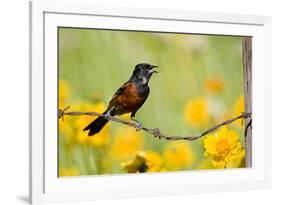 Orchard Oriole Male Singing on Barbed Wire Fence Marion, Illinois, Usa-Richard ans Susan Day-Framed Photographic Print