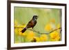 Orchard Oriole Male Singing on Barbed Wire Fence Marion, Illinois, Usa-Richard ans Susan Day-Framed Photographic Print