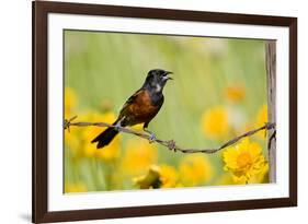 Orchard Oriole Male Singing on Barbed Wire Fence Marion, Illinois, Usa-Richard ans Susan Day-Framed Photographic Print