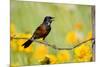 Orchard Oriole Male Singing on Barbed Wire Fence Marion, Illinois, Usa-Richard ans Susan Day-Mounted Photographic Print
