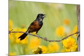 Orchard Oriole Male Singing on Barbed Wire Fence Marion, Illinois, Usa-Richard ans Susan Day-Mounted Photographic Print