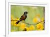 Orchard Oriole Male Singing on Barbed Wire Fence Marion, Illinois, Usa-Richard ans Susan Day-Framed Photographic Print