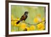 Orchard Oriole Male Singing on Barbed Wire Fence Marion, Illinois, Usa-Richard ans Susan Day-Framed Photographic Print