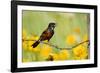 Orchard Oriole Male Singing on Barbed Wire Fence Marion, Illinois, Usa-Richard ans Susan Day-Framed Photographic Print