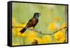 Orchard Oriole Male Singing on Barbed Wire Fence Marion, Illinois, Usa-Richard ans Susan Day-Framed Stretched Canvas