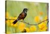 Orchard Oriole Male Singing on Barbed Wire Fence Marion, Illinois, Usa-Richard ans Susan Day-Stretched Canvas